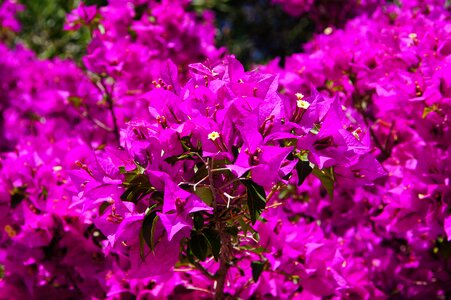 Bougainvillea flowers purple