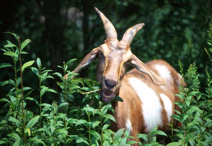 Eat forest goat photo