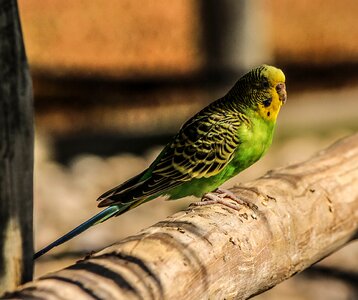 Parrot parakeet yellow photo