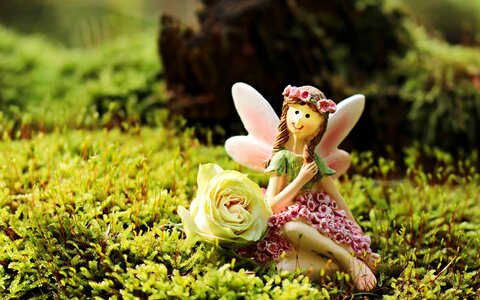 Beautiful Photo blossom fairy