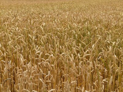Grain field wheat field