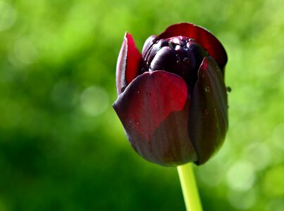 Spring flower garden spring