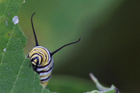 Monarch butterfly larvae feeding on milkweed-3