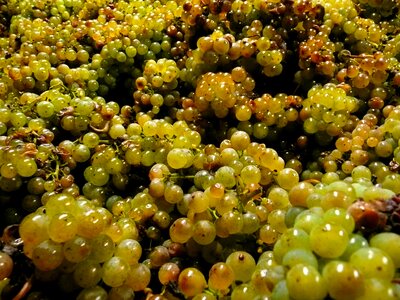 Fruit agriculture winery