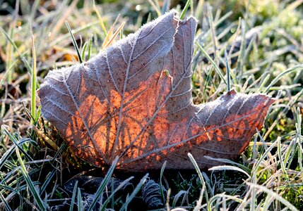 Fall foliage nature fall leaves photo