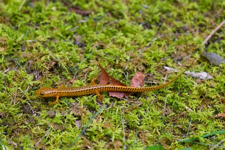 Salamander  