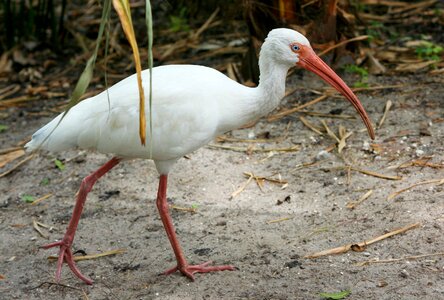 Threskiornithinae wading bird waterfowl photo