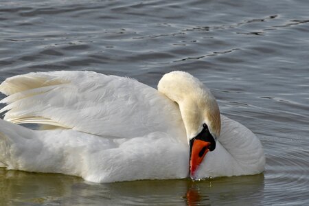 Swim swan aquatic bird