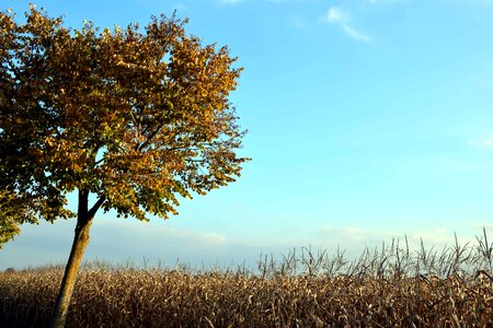 Agriculture blue sky branch photo