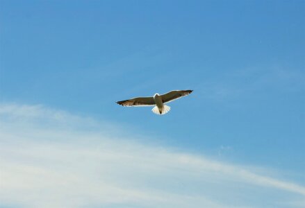 Bird Flying Blue Sky Free Photo