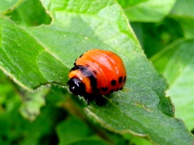 Arthropod bug eat