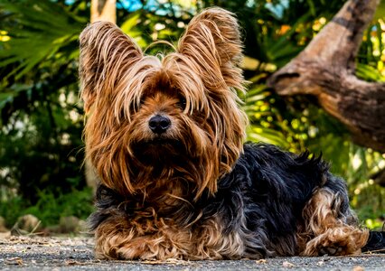 Dog yorkshire terrier small dog photo