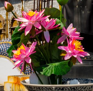 Flowers lotus pink