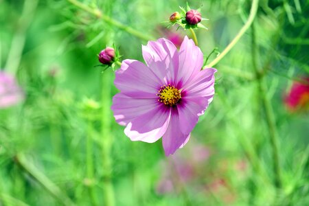 Beautiful Flowers beautiful photo bloom photo