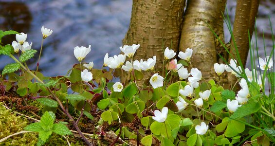 Flower blossom bloom photo