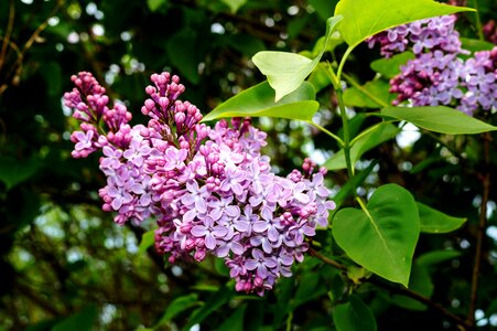 Plant bush blossom