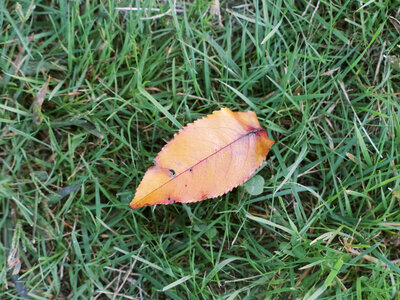 Fall Leaf in Grass photo