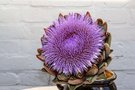 Beautiful Flowers beautiful photo bloom