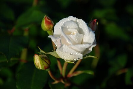Bloom beautiful macro