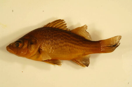 Morone americana
