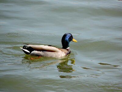 Duck bird waterfowl photo