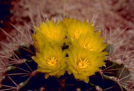 Barrel blossoming cactus