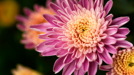 Macro Pink Flower photo