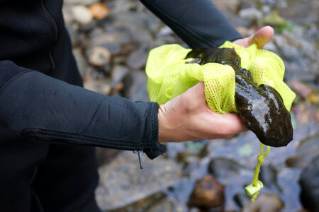 Hellbender in hand