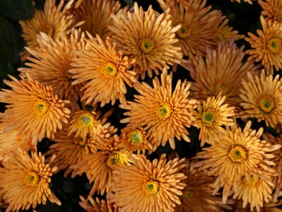 Bloom blooming garden