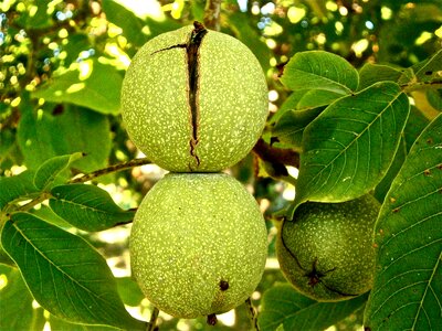 Tree vegetable nature