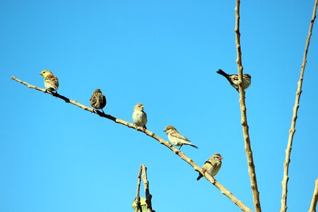 Branch sky morning