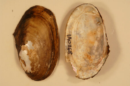 Leptodea fragilis-1