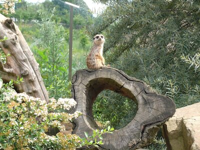Meerkat animal nature