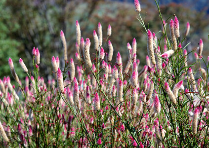 immortal pink flowers