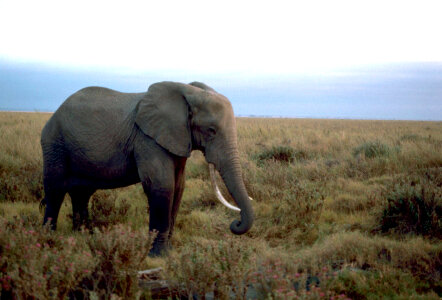African elephant-1 photo