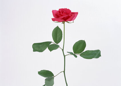 beautiful red rose photo