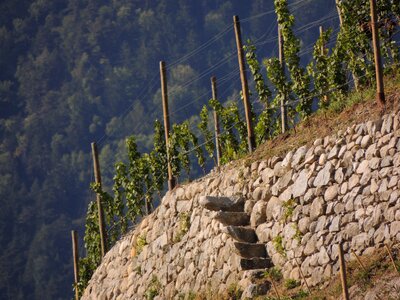 Winegrowing plant plantation