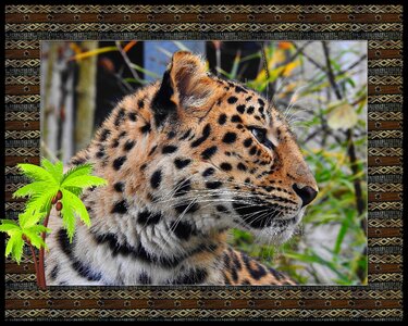 Animal decoration design photo