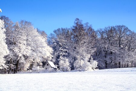 Trees in Winter Snow Landscape photo