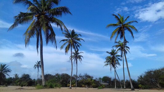 Landscape palm tree photo