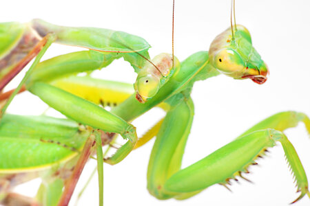 Praying Mantises photo