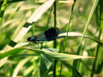 Animal arthropod beautiful photo