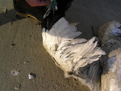 Northern Gannet's wing entangled in fishing line
