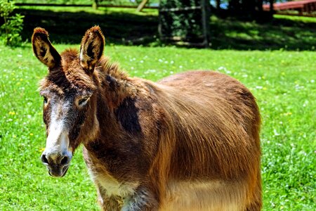 Animal brown donkey