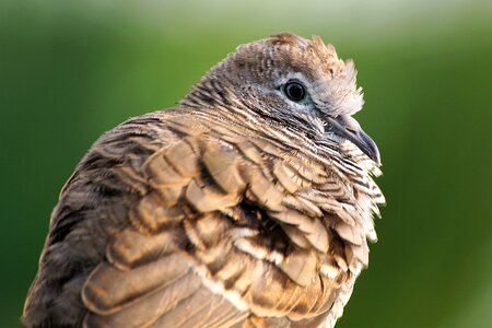 Brown Bird Closeup photo