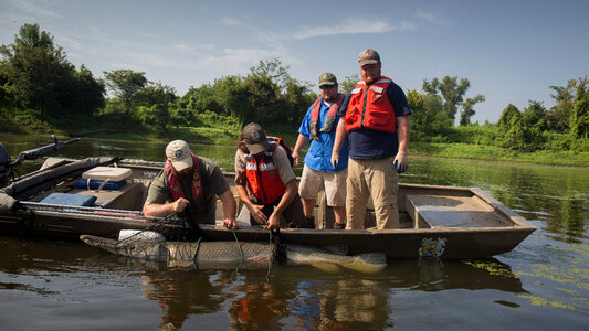 Alligator gar-1 photo