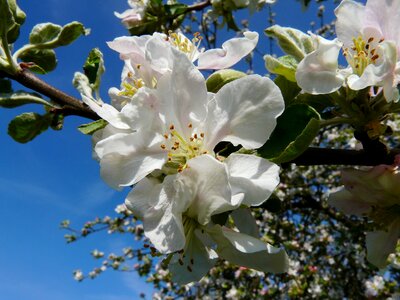 Bloom spring apple