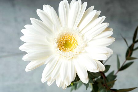 Beautiful beautiful flowers biology