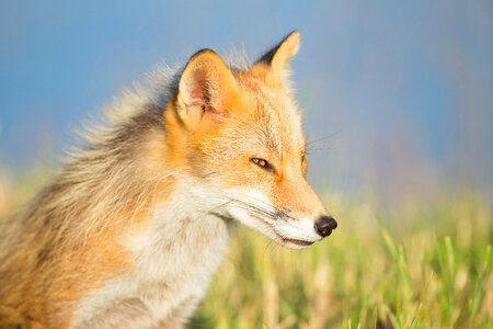 Red fox close-up-3