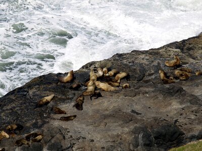 Pacific seals animals photo